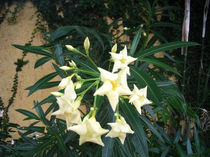Fiori bellissimi al giardino Botanico di Funchal-Madera 142